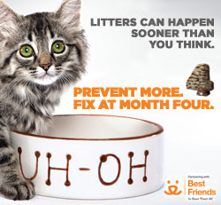 Photo of cat with food dish that says uh-oh